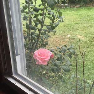 Meet your Posher, Janice